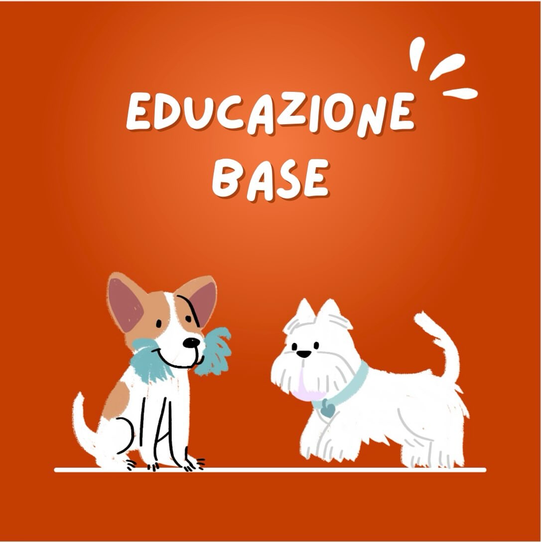 Copertina di Corso di educazione base